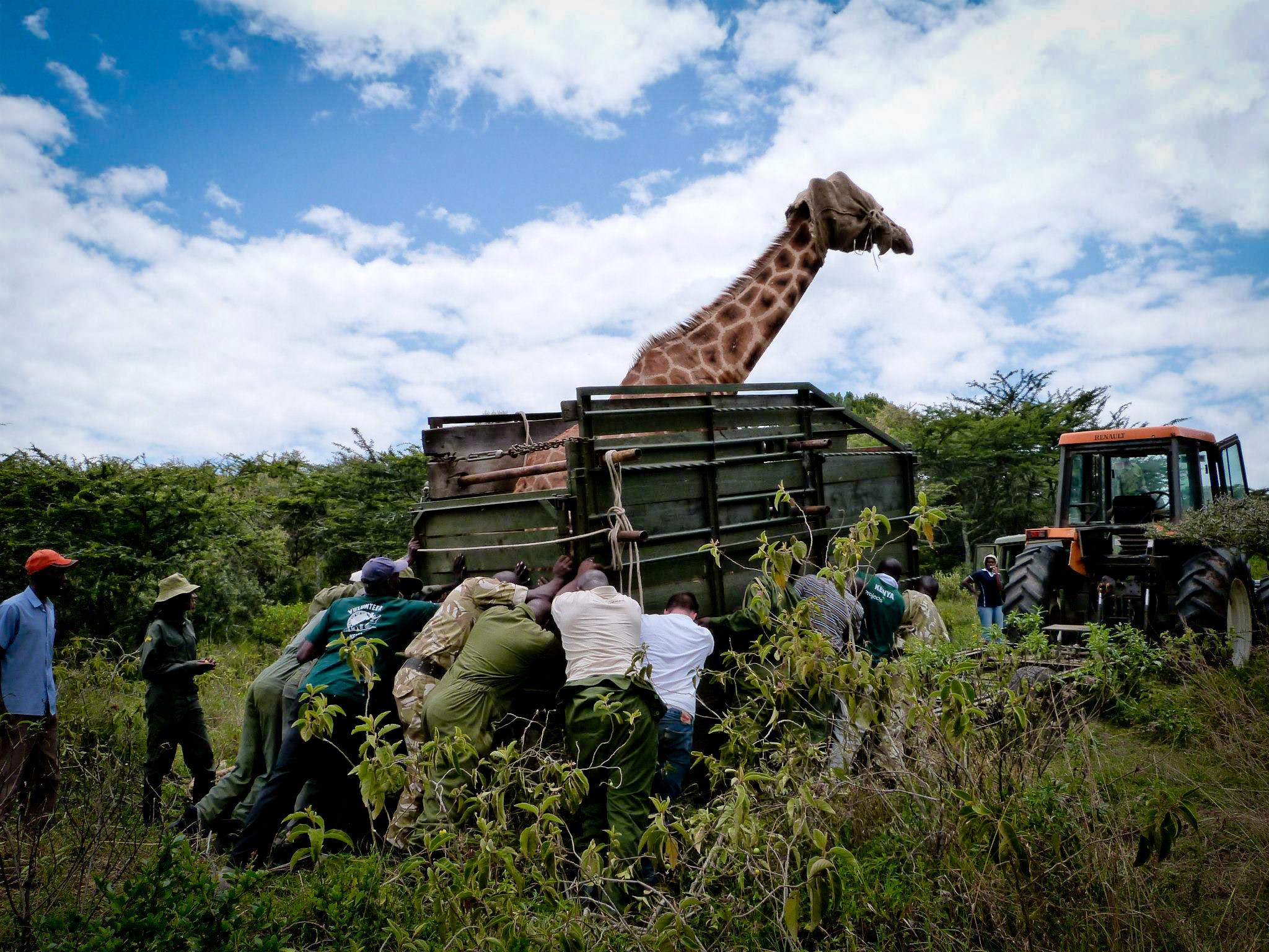 Volunteers with Projects Abroad assist in a giraffe rescue mission whilst on their wildlife conservation volunteer work in Kenya. Volunteers from Projects Abroad are pictured with a giraffe they helped rescue whilst on their wildlife conservation volunteer work in Kenya.